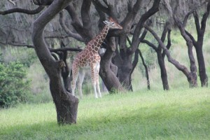 Picture taken of Giraffe at Animal Kingdom 